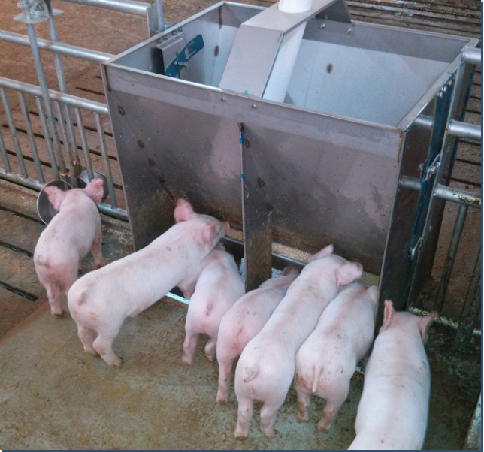 Stainless Steel Double Side Fe - Agriculture Farming And Livestock avis et prix