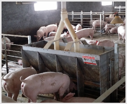 Stainless Steel Double Side Fe - Agriculture Farming And Livestock avis et prix