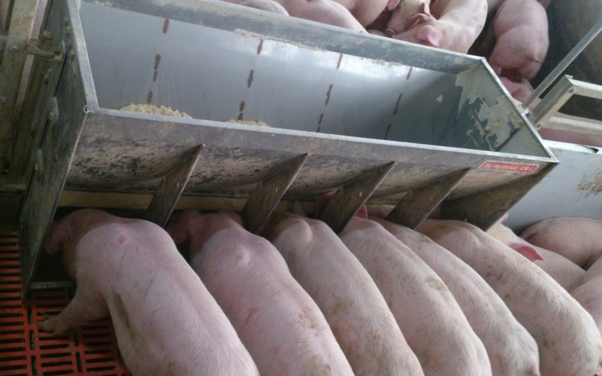 Stainless Steel Double Side Fe - Agriculture Farming And Livestock avis et prix